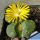 Lithops otzeniana cv. GREEN ATTEMPTS ex S. Hammer