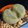 Lithops otzeniana cv. GREEN ATTEMPTS ex S. Hammer