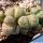Lithops otzeniana cv. GREEN ATTEMPTS ex S. Hammer