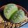 Lithops otzeniana cv. GREEN ATTEMPTS ex S. Hammer