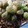 Lithops otzeniana cv. GREEN ATTEMPTS ex S. Hammer