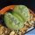 Lithops otzeniana cv. GREEN ATTEMPTS ex S. Hammer