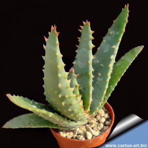 Aloe hybrid aculeata x capitata