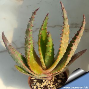 Aloe hybrid aculeata x capitata