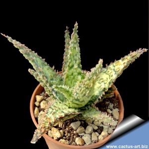 Aloe cv. DICK WRIGHT