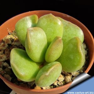 Adromischus schuldtianus PB971