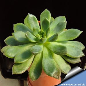 Echeveria cv. RON EVANS