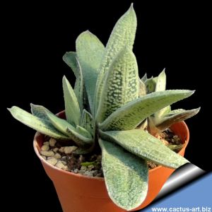 Gasteria cv. SILVER TOAD