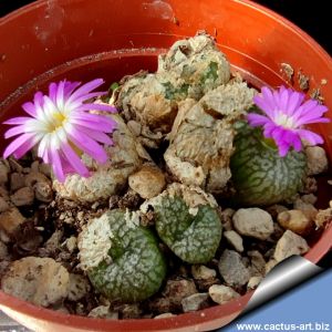 Conophytum ectypum v. brownii SB785 Ratelpoort, South Africa