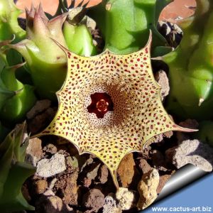 Huernia concinna