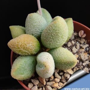 Adromischus marianae v. herrei alveolatus