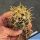 Ferocactus chrysacanthus