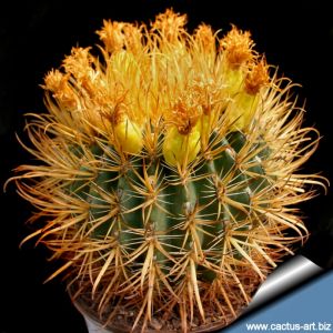 Ferocactus chrysacanthus