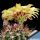 Hamatocactus setispinus v. hamatus GL154 San Antonio, Texas, USA