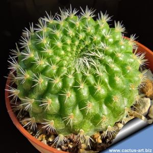 Rebutia minuscola