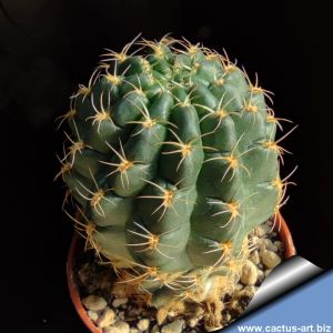 Lobivia chilensis KK641 Putre, Chile, 3800m