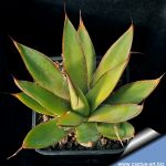 Agave romanii