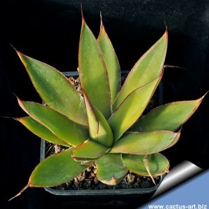 Agave romanii