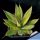 Agave romanii