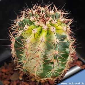 Echinocereus hybrid forma variegata (Mixed forms)