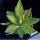Agave romanii