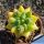 Thelocactus sp. forma variegata (mixed forms)