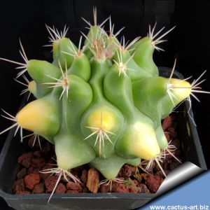 Thelocactus hybrid forma variegata (mixed forms)