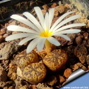 Conophytum pellucidum v. pardicolor Goegap, near TL, North-West Cape Province, South Africa  (MG1444.38)