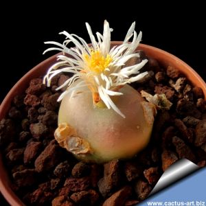Conophytum maughanii SH384 Achab, North-West Cape Province, South Africa