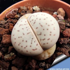 Dinteranthus vanzylii (MG1482)