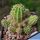 Echinopsis hybrid cv. PUPPY PILE (forma mostruosa prolifera)