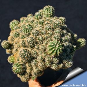 Echinopsis hybrid cv. PUPPY PILE (forma mostruosa prolifera)