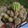 Echinopsis hybrid cv. PUPPY PILE (forma mostruosa prolifera)