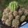 Echinopsis hybrid cv. PUPPY PILE (forma mostruosa prolifera)