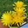 Lobivia arachnacantha hybrid cv. FLOR SUPER GIALLO (Yellow)