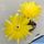 Lobivia arachnacantha hybrid cv. FLOR SUPER GIALLO (Yellow)