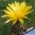 Lobivia arachnacantha hybrid cv. FLOR SUPER GIALLO (Yellow)