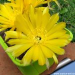 Lobivia arachnacantha hybrid cv. FLOR SUPER GIALLO (Yellow)
