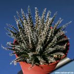 Aloe haworthioides