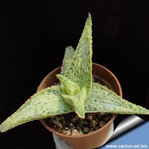 Aloe cv. AMERICA YELLOW