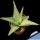 Aloe cv. AMERICA YELLOW