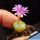 Conophytum lithopsoides SB1027 Smorenskadu, Springbok, Little Namaqualand, North-West Cape Province, South Africa