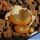 Conophytum lithopsoides SB1027 Smorenskadu, Springbok, Little Namaqualand, North-West Cape Province, South Africa