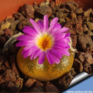 Conophytum lithopsoides SB1027 Smorenskadu, Springbok, Little Namaqualand, North-West Cape Province, South Africa