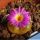 Conophytum lithopsoides SB1027 Smorenskadu, Springbok, Little Namaqualand, North-West Cape Province, South Africa