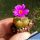 Conophytum lithopsoides SB1027 Smorenskadu, Springbok, Little Namaqualand, North-West Cape Province, South Africa