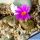Conophytum lithopsoides SB1027 Smorenskadu, Springbok, Little Namaqualand, North-West Cape Province, South Africa