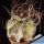 Astrophytum capricorne forma variegata (mixed forms)