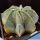 Astrophytum capricorne forma variegata (mixed forms)