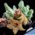 Huernia striata